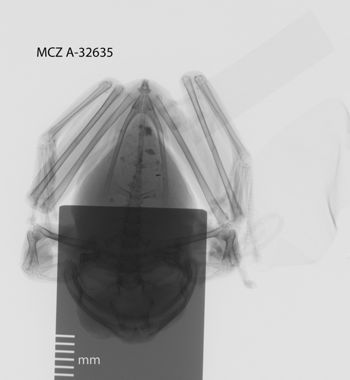 Media type: image;   Herpetology A-32635